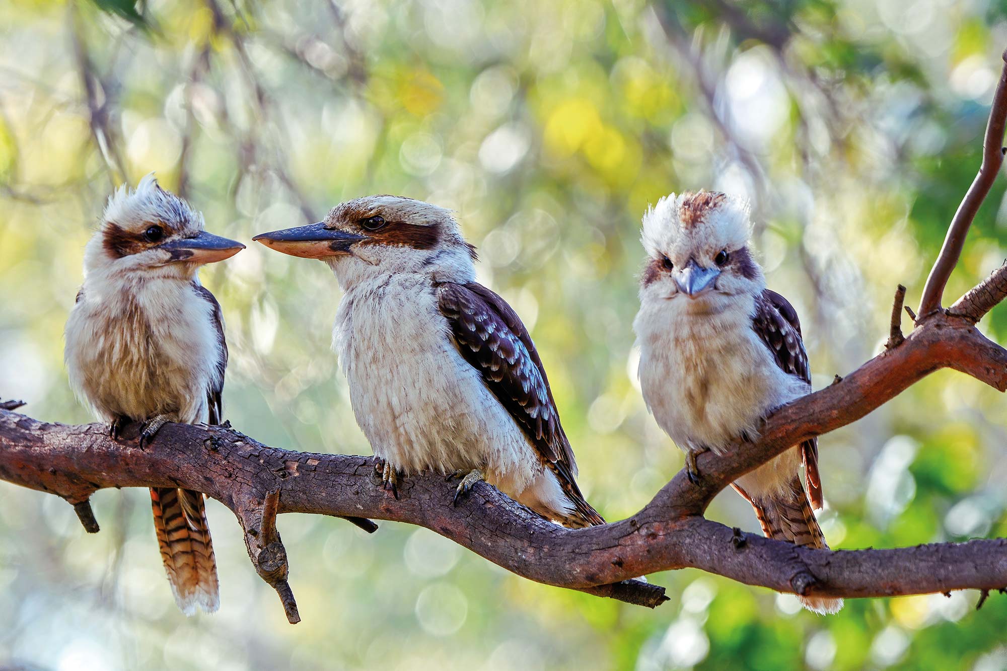 The Falls Estate - kookaburras in a tree